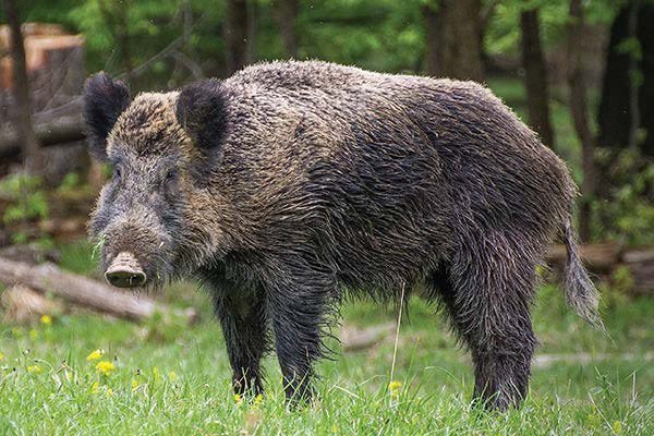 Wild boar pictured in the book
